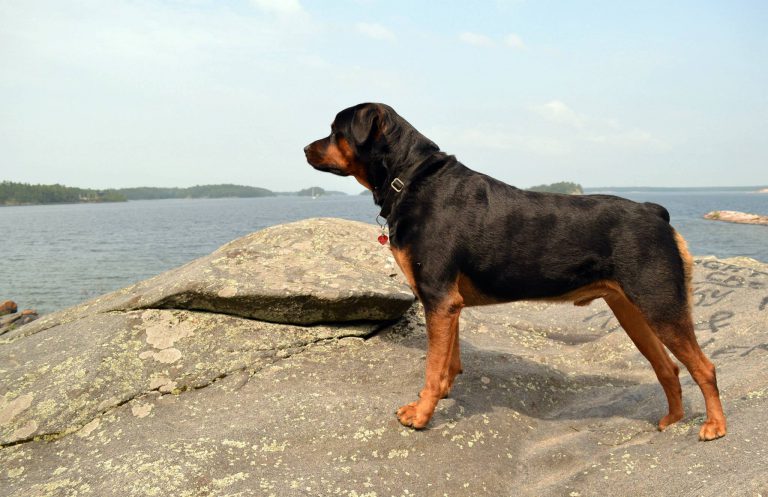 Rottweiler looking over the water