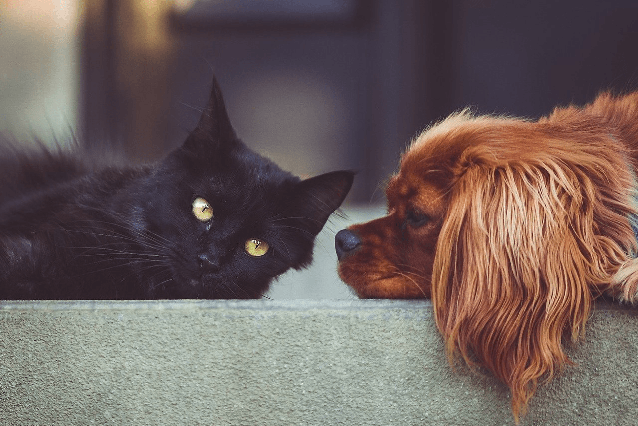 Pets and CBD (Is Your Vet On Board)