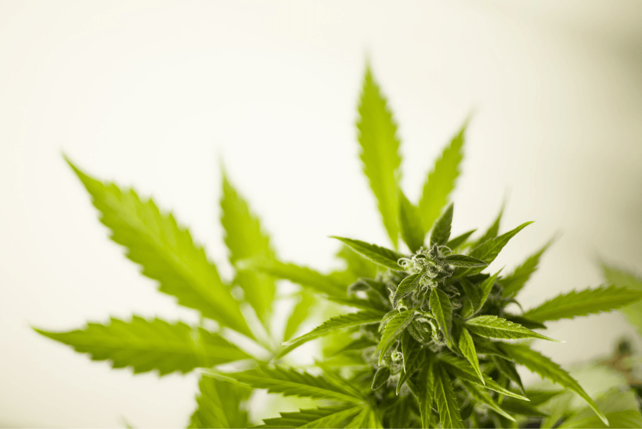 Bill C-45: Canada Legalizing Personal Marijuana Use