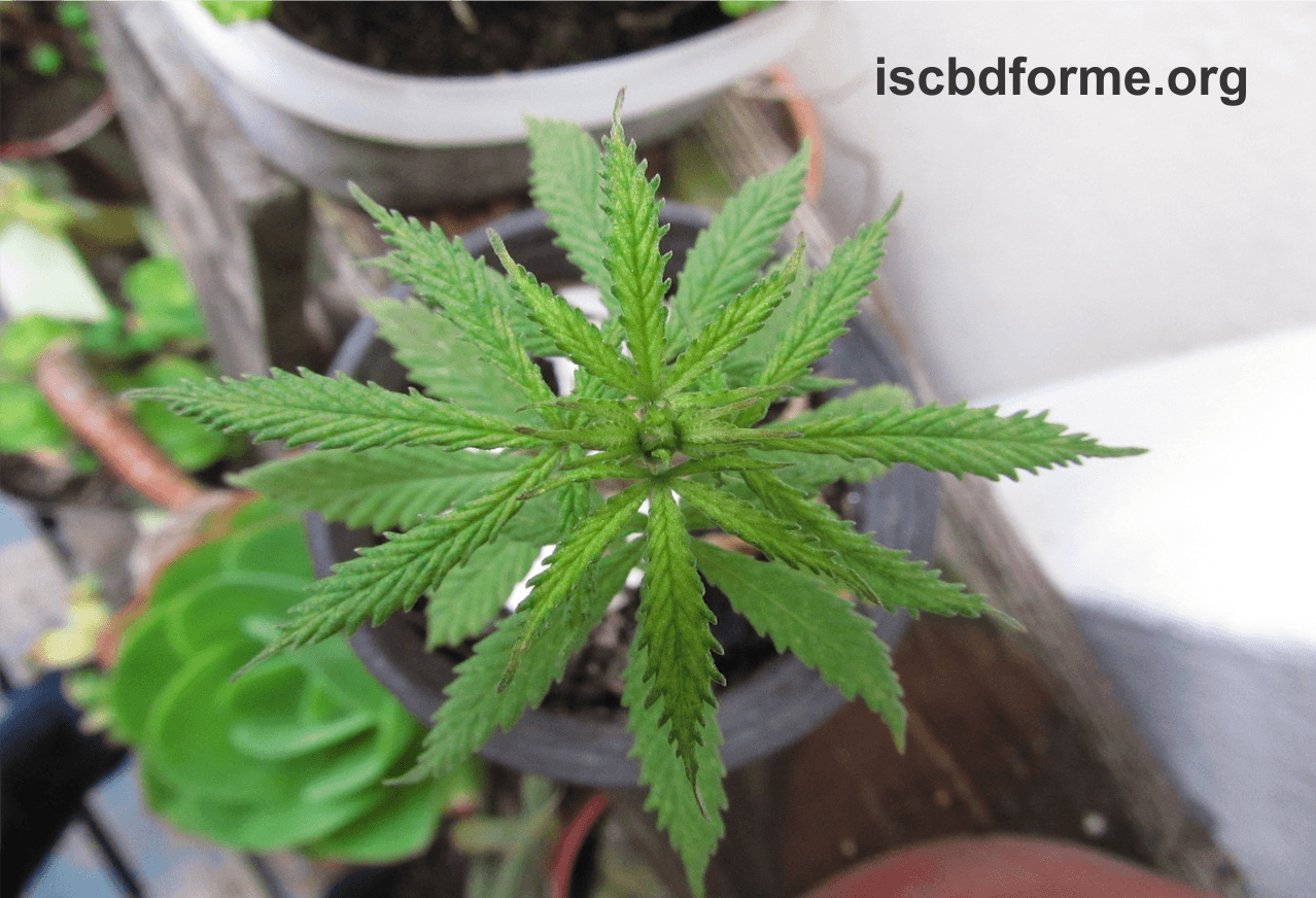 Growing Cannabis Plants Outdoors: What You Need To Know Now