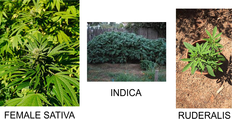 Sativa, Indica, Ruderalis Marijuana Plants