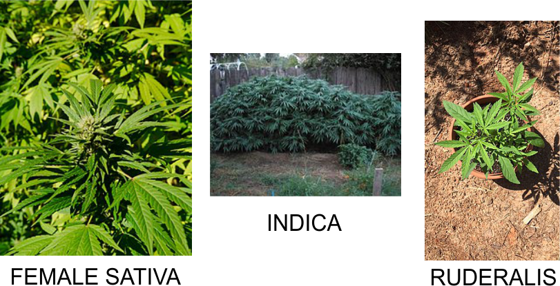 Sativa, Indica, Ruderalis Marijuana Plants, growing cannabis plants