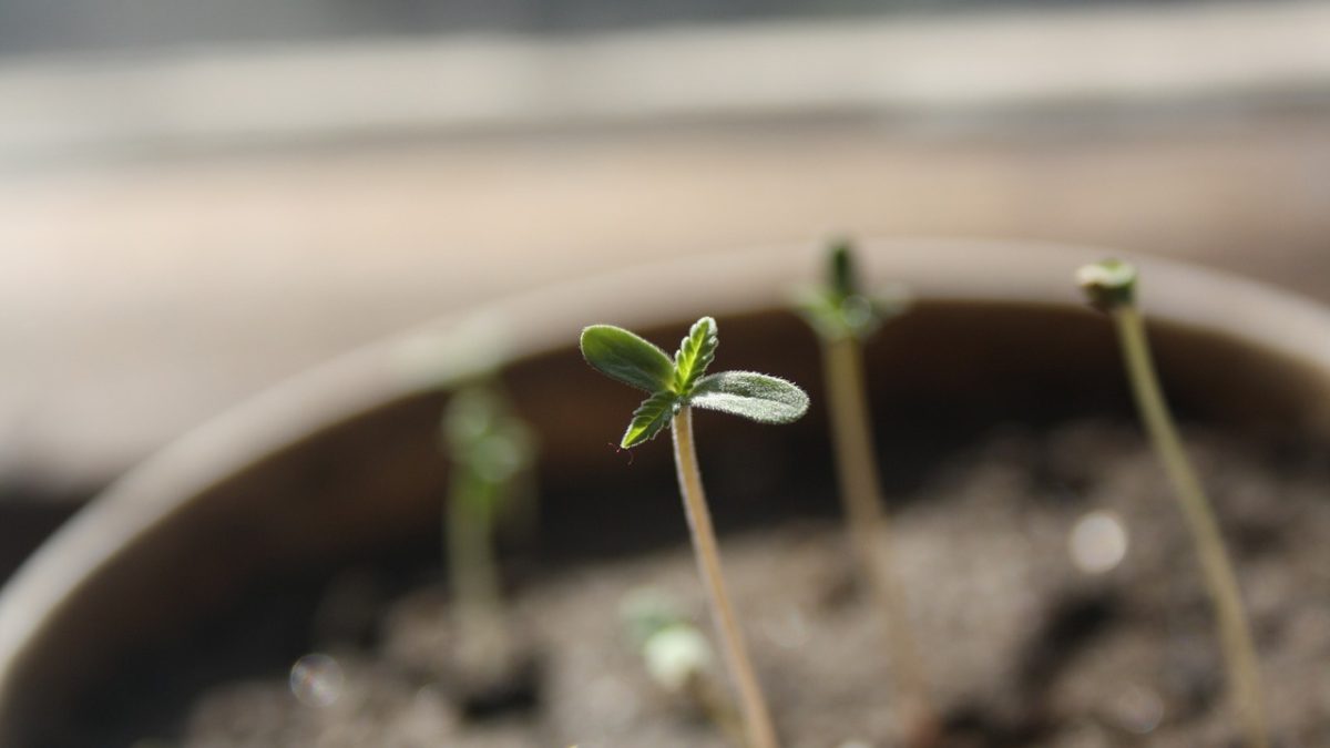 Marijuana Seedlings