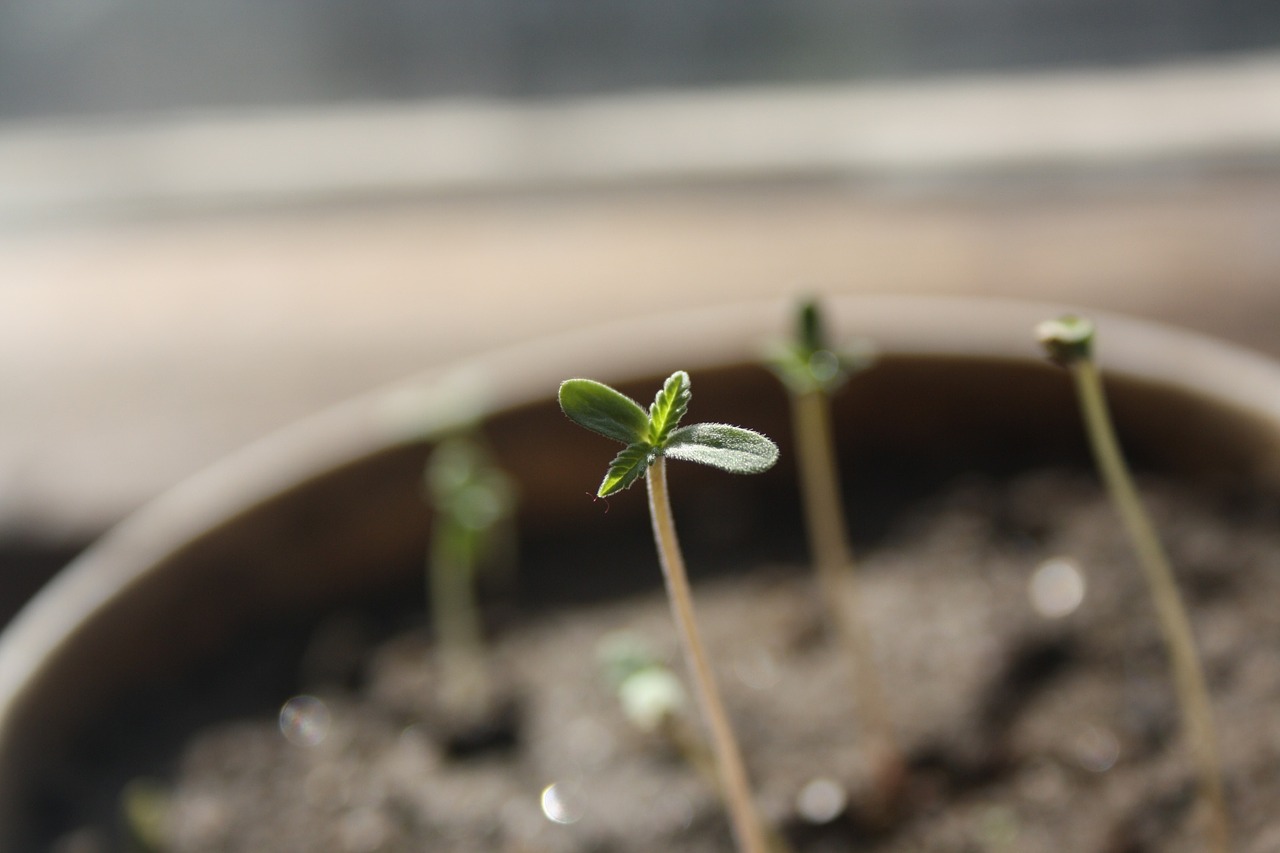 Growing Cannabis Part 3 - Transplanting