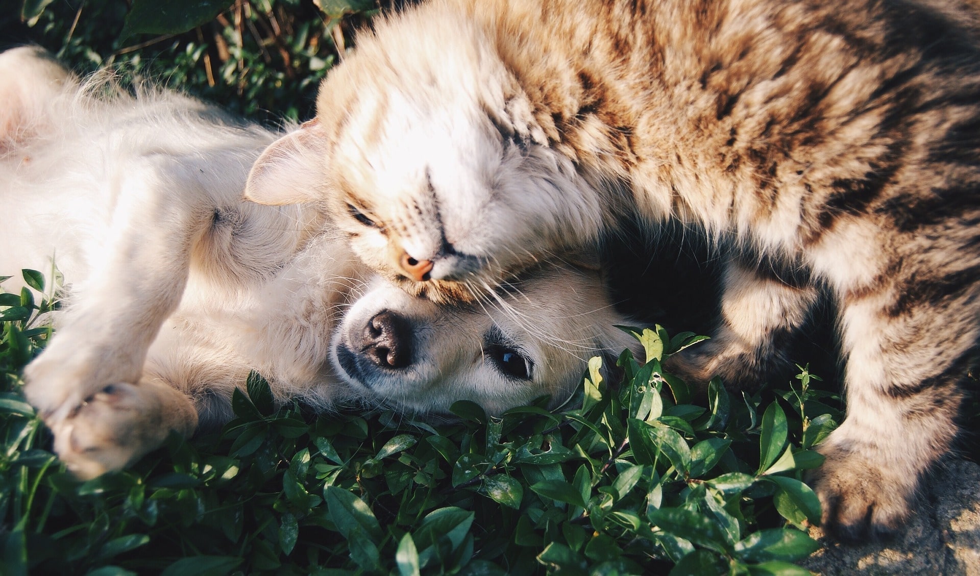 dog and cat in the grass