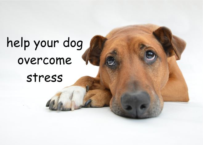 dog, stressed