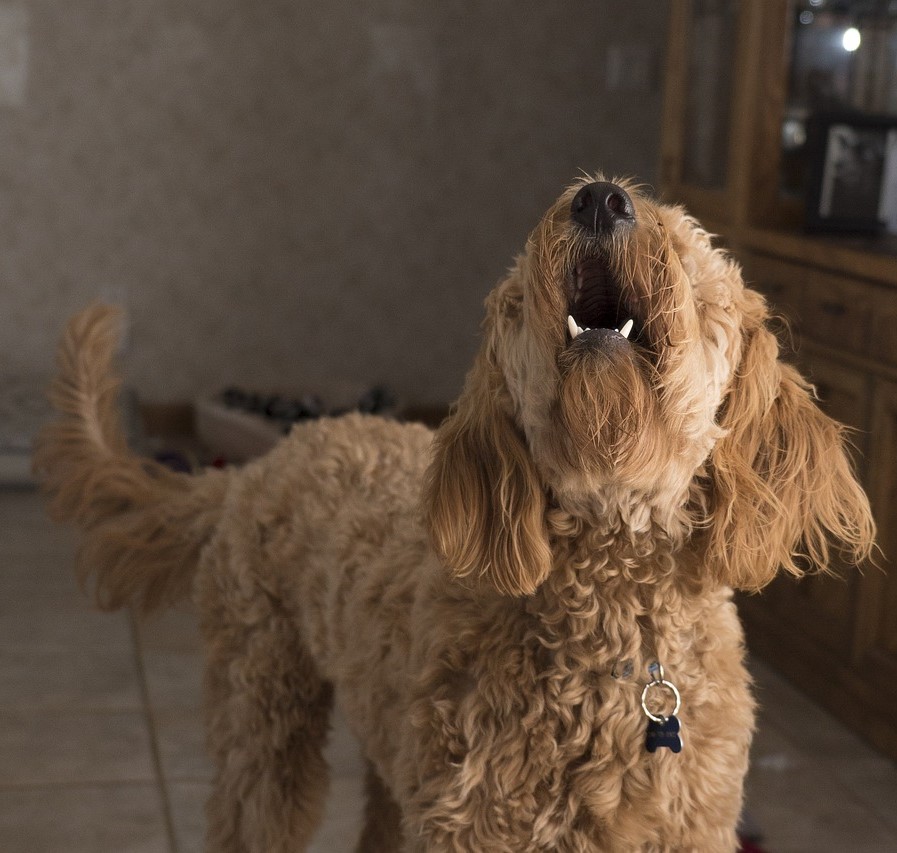 Dog Barking