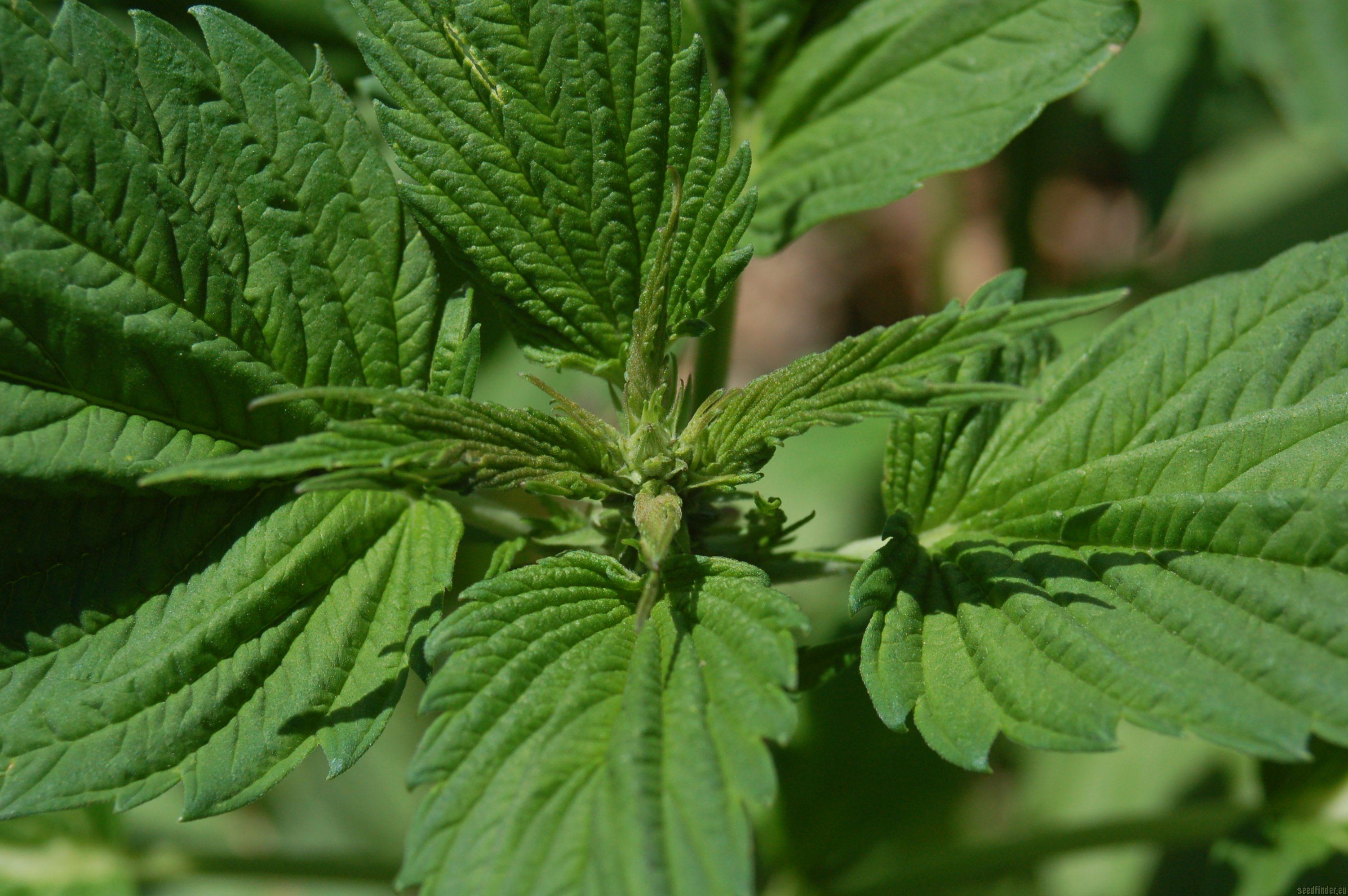 Cannabis Ruderalis (What Do We Know About It)