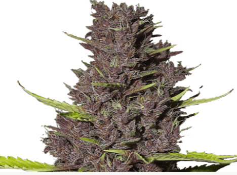Blue Dream strain, I love growing marijuana