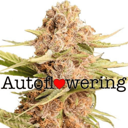 auto floweing strains