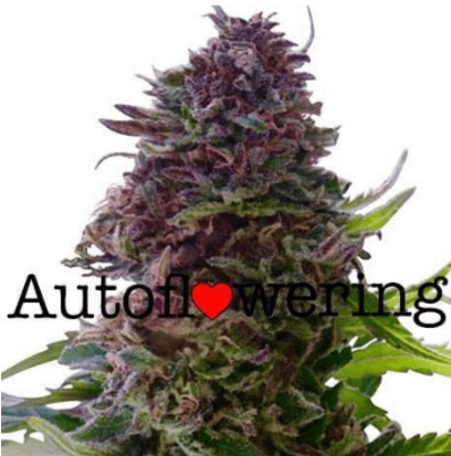 Cannabis strains for beginner growers