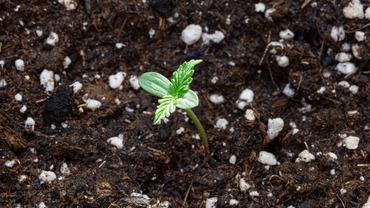 Cannabis Strains For Beginner Growers