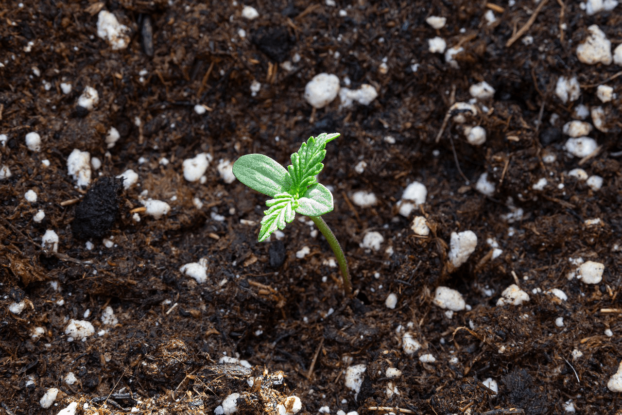The Most Popular Cannabis Strains for Beginner Growerswers