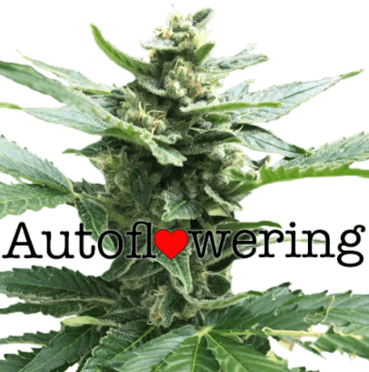 Northern Lights autoflower cannabis