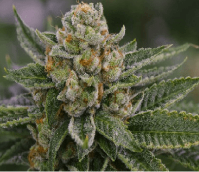 skywalker og strain, I Love Growing Marijuana