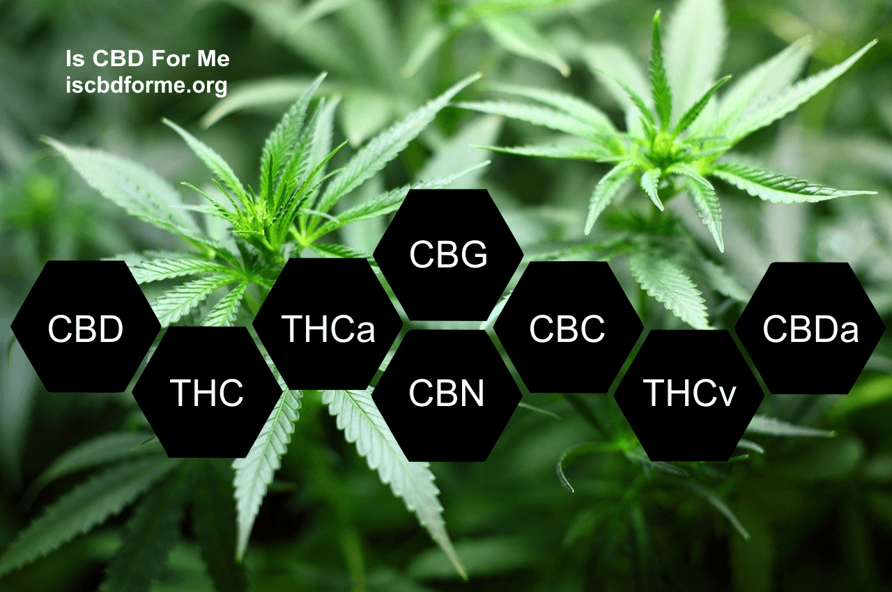 cbd-thc-cbn-cbg-what-s-the-difference-is-cbd-for-me