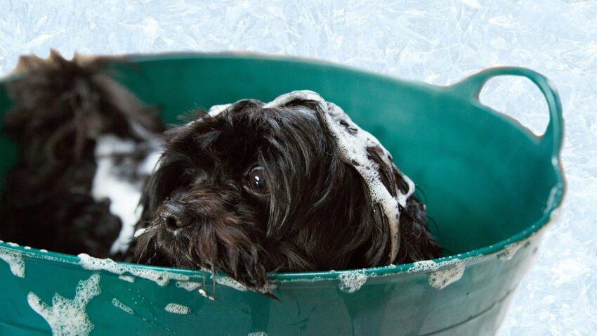 Bathing puppy, pets happy and healthy