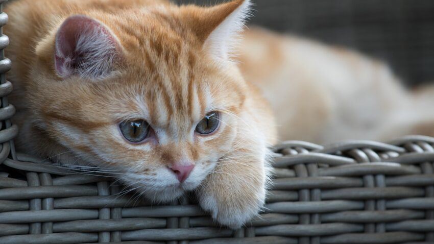 Cat in a basket