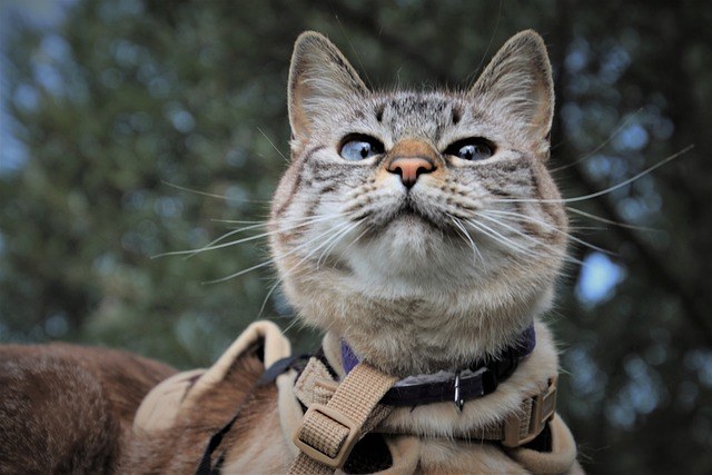 Cat on a leash, happy and healthy