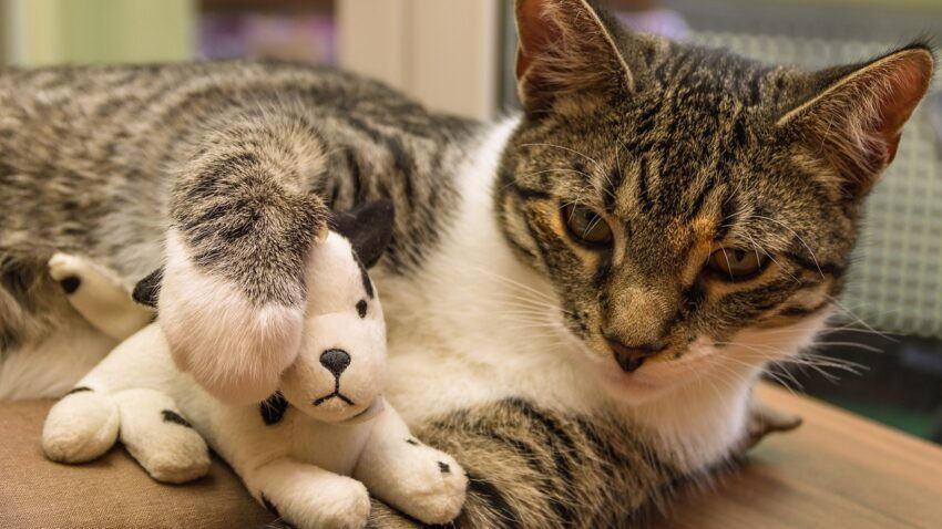 Cat with stuffed toy