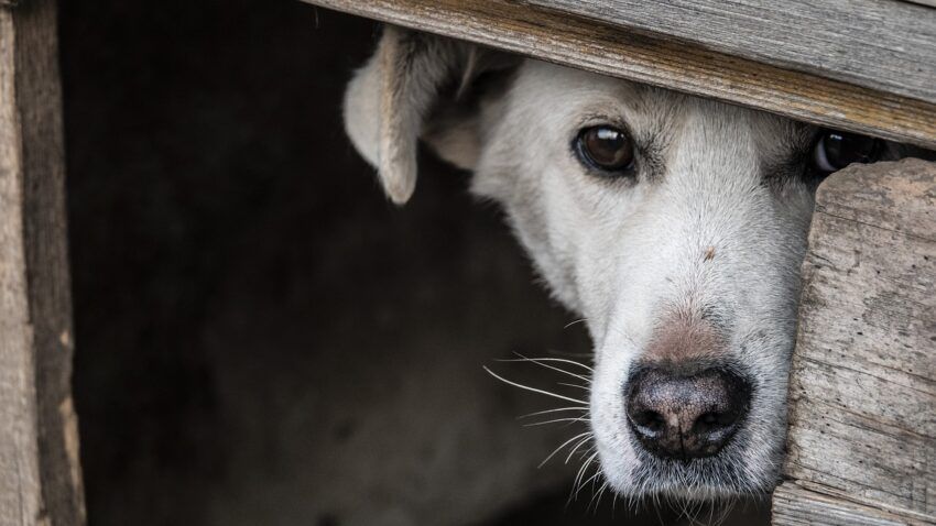 Dog hiding. anxious and distressed dogs