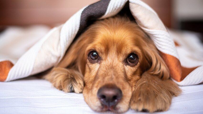 dog under a blanket. anxious