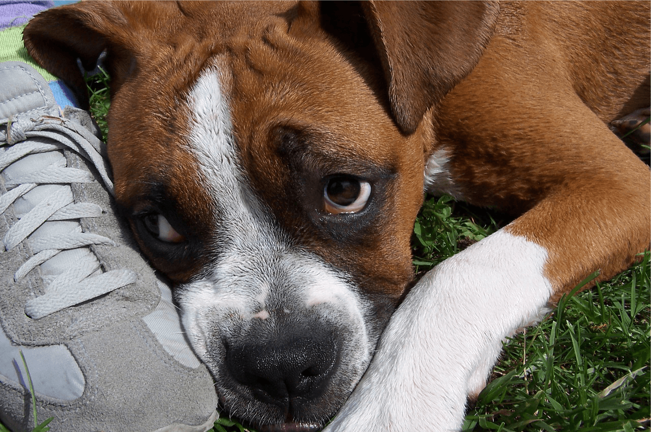 How to Calm Down Anxious and Distressed Dogs
