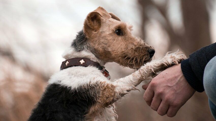 Dog, paw on man's knee, pets happy and healthy