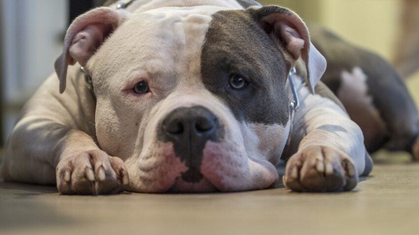 Sad, pit bull dog, anxious and distressed dog