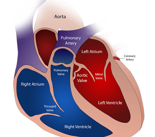 Cardiovascular system, CBD for Men