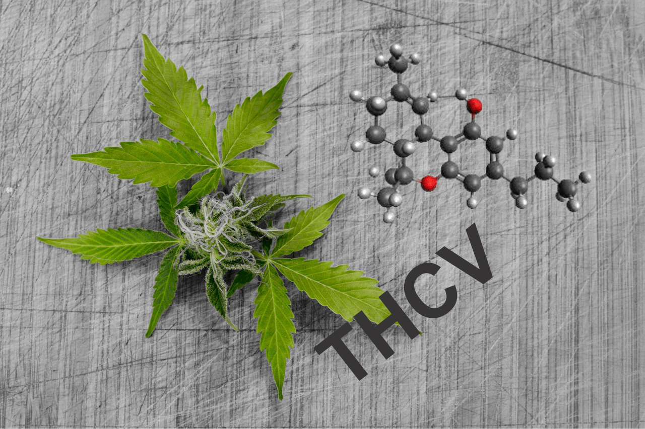 Is THCB on the Rise: Unique and Therapeutic