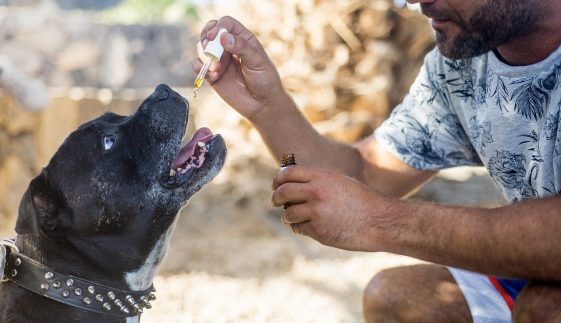 CBD oil, Dog